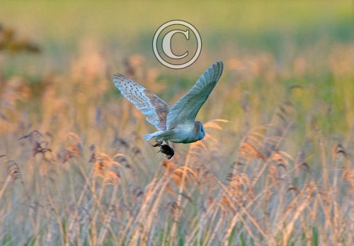 Barn Owl with Prey  DM1756